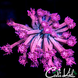 Beautiful Bi Color Goni