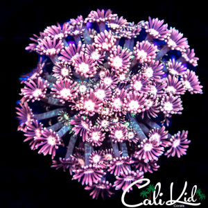 Pink Petal Goni Colony
