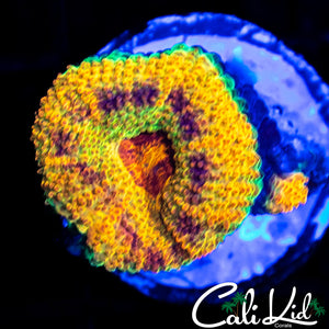 Insane Rainbow Acan