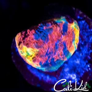 CK Candyland Chalice