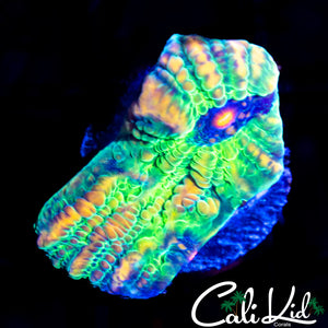 CK Zombie Eye Chalice