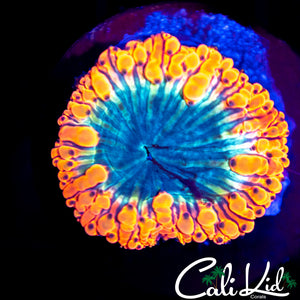 Indo Bubble Blasto