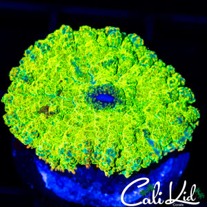 Rainbow Rim Rhodactis