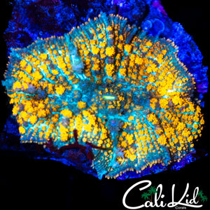 Orange Crush Bounce Mushroom