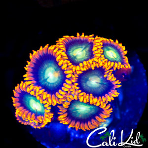 Ultra Zoa Mini Colony