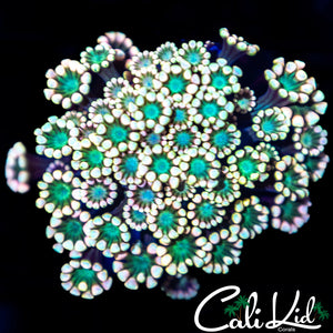 Green Lantern Alveopora