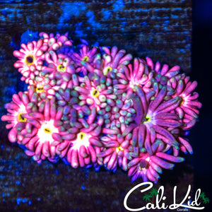 Highlighter Pink Goni Frag