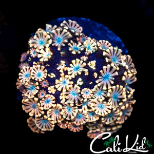 Blue Petal Alveopora