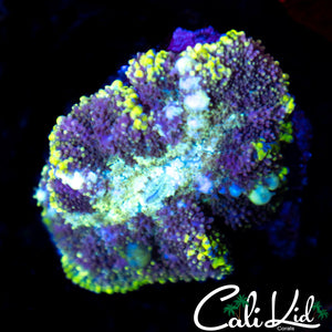 White Bubble Bounce Mushroom