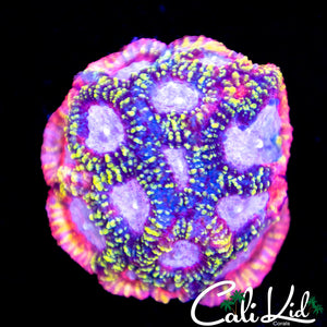 Rainbow Favia Chunk