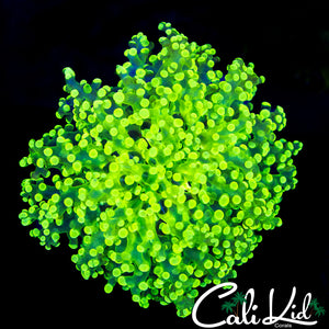 Ecto Morph Frogspawn Colony