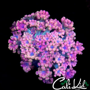 CK Cherry Blossom Alvepora