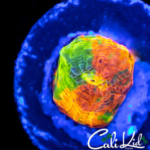 Indo Rainbow Chalice