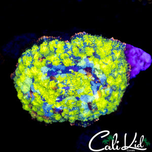 Stained Glass Mushroom