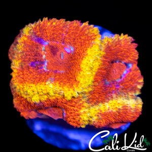 CK Firewater Micro