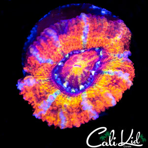Tiger Stripe Rainbow Acan