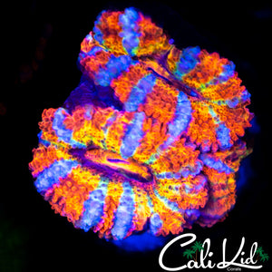 Ultimate Rainbow Triple