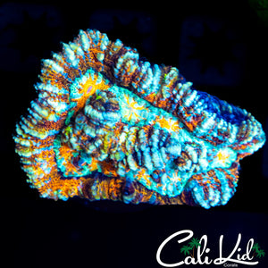 Rainbow Wilsoni