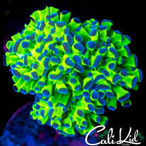 OG Frogspawn