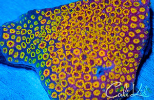 Cali Kid Wonderland Rainbow Goniopora