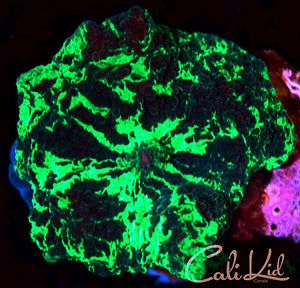 Cali Kid XL Kryptonite Mushroom
