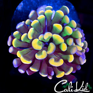 Rare Rainbow Branching Hammer