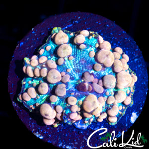Neptune Bounce Shroom