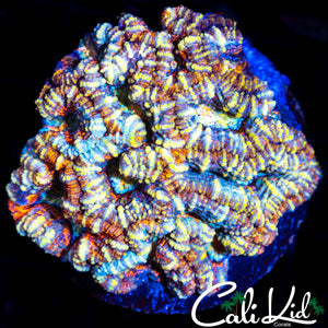 Ultimate Rainbow Wilsoni