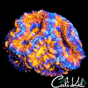 Ultra Acan Mini Colony