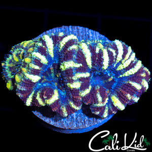 Black Widow Acan Quad