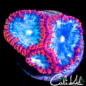 Superman Blasto Triple