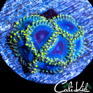 Blues Clues Zoa Mini Colony