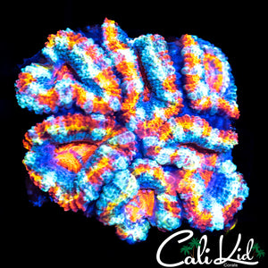 Ultra Rainbow Acan Mini Colony