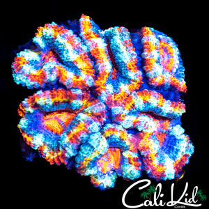 Ultra Rainbow Acan Mini Colony