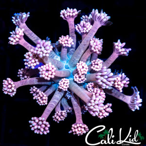 Beautiful Bi Color Goni