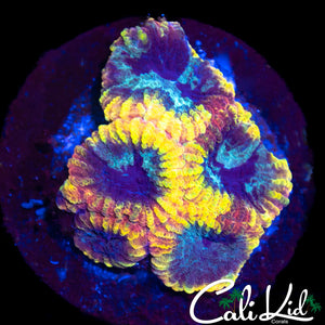 Yellow Submarine Favia