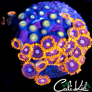 Assorted Zoa Colony