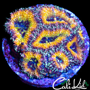 Speckled Rainbow Acan Colony