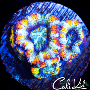Insane Rainbow Acan Mini