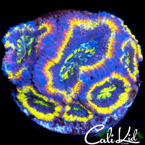 Ultra Rainbow Acan Colony