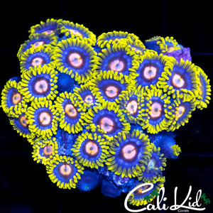 Ultra Zoa Colony