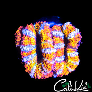 Rainbow Tiger Stripe Double