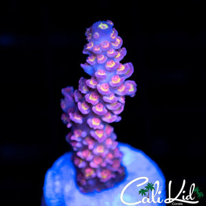 Pink Polyp Tenius