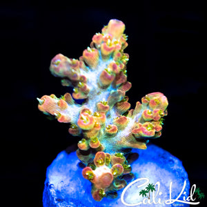 Ultimate Rainbow Acro