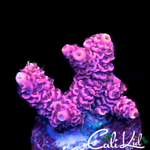 Hyper Pink Milli