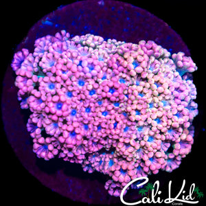 CK Cherry Blossom Alvy
