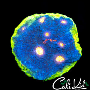 Indo Rainbow Chalice Frag
