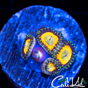 CK Cutie Zoa's