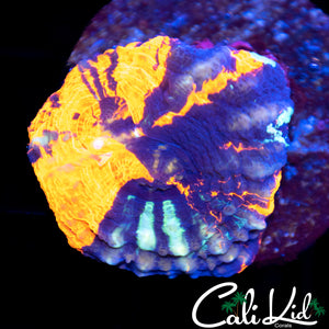 Baby Tri Color Scoly