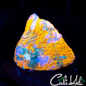 Grafted Convict Chalice